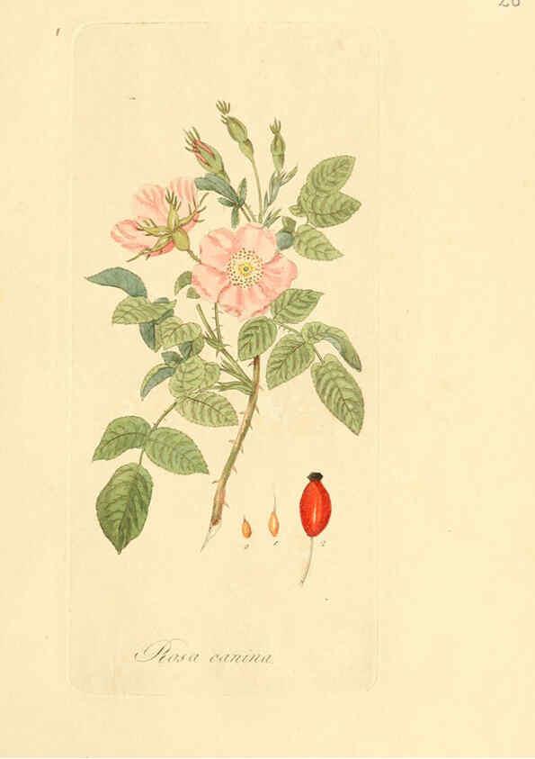 Reproducción/Reproduction 6032530094: Flora medica, oder, Abbildung der wichtigsten officinellen Pflanzen Jena,August Schmid,1831 [i.e. 1829-1831] 