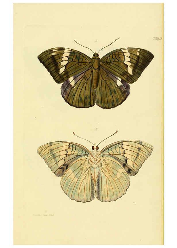 Reproducción/Reproduction 6031805271: Descriptions and figures of some new lepidopterous insects, chiefly from Nepal London :Longman, Brown, Green, and Longmans,1846