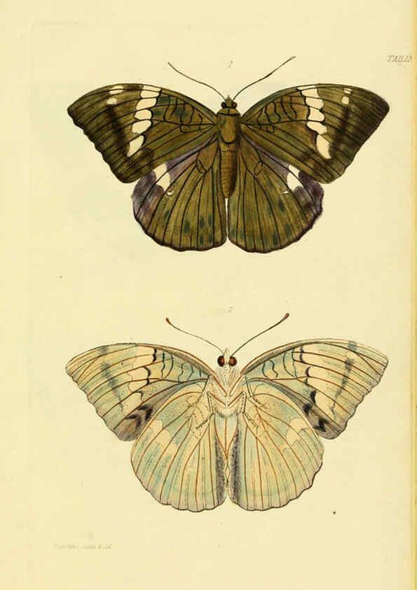 Reproducción/Reproduction 6031805271: Descriptions and figures of some new lepidopterous insects, chiefly from Nepal London :Longman, Brown, Green, and Longmans,1846