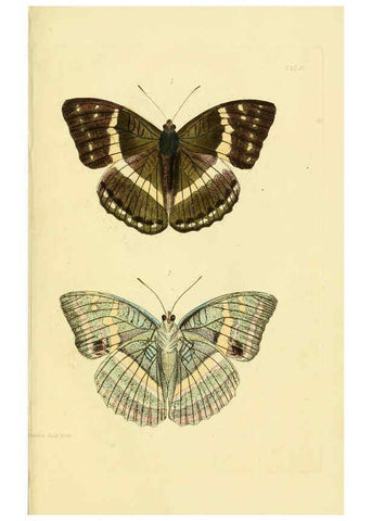 Reproducción/Reproduction 6031805529: Descriptions and figures of some new lepidopterous insects, chiefly from Nepal London :Longman, Brown, Green, and Longmans,1846