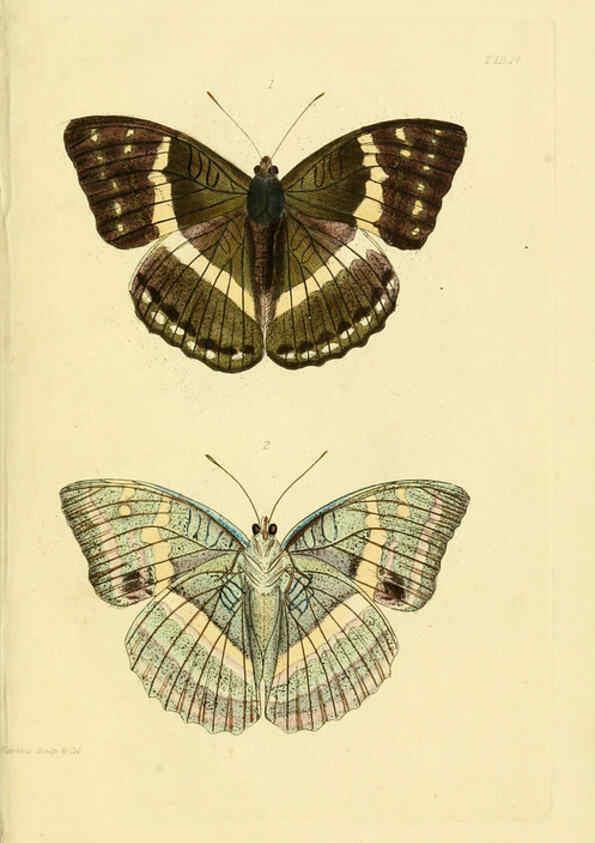 Reproducción/Reproduction 6031805529: Descriptions and figures of some new lepidopterous insects, chiefly from Nepal London :Longman, Brown, Green, and Longmans,1846