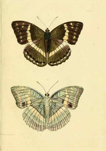 Reproducción/Reproduction 6031805529: Descriptions and figures of some new lepidopterous insects, chiefly from Nepal London :Longman, Brown, Green, and Longmans,1846