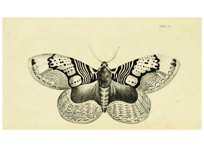 Reproducción/Reproduction 6032364734: Descriptions and figures of some new lepidopterous insects, chiefly from Nepal London :Longman, Brown, Green, and Longmans,1846