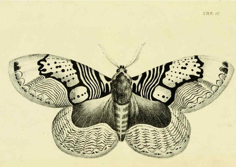Reproducción/Reproduction 6032364734: Descriptions and figures of some new lepidopterous insects, chiefly from Nepal London :Longman, Brown, Green, and Longmans,1846
