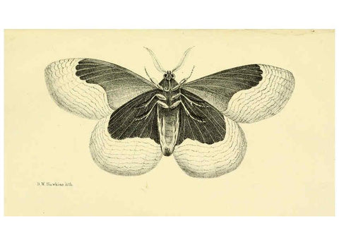 Reproducción/Reproduction 6032364928: Descriptions and figures of some new lepidopterous insects, chiefly from Nepal London :Longman, Brown, Green, and Longmans,1846