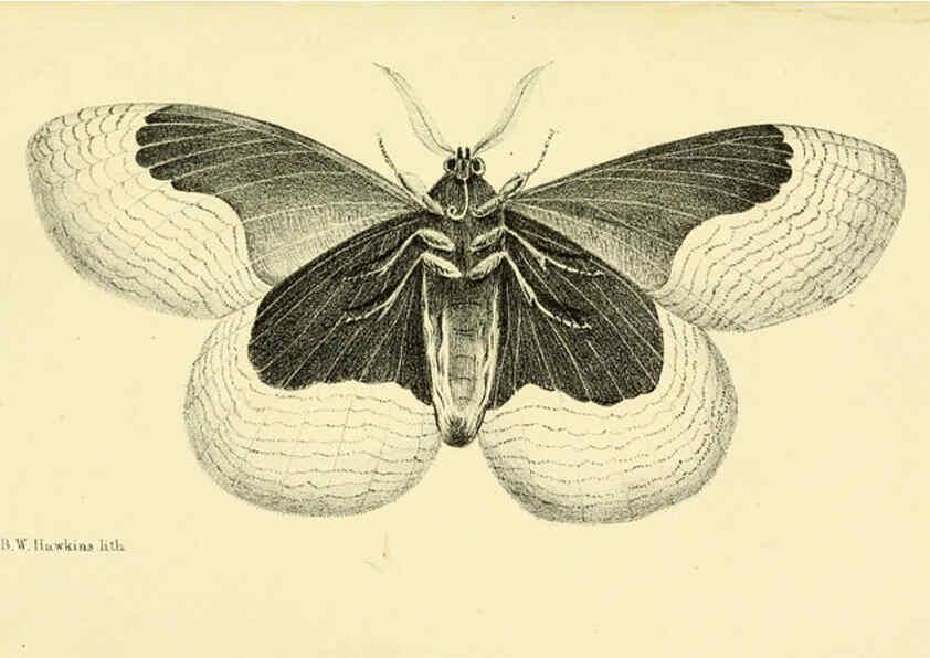 Reproducción/Reproduction 6032364928: Descriptions and figures of some new lepidopterous insects, chiefly from Nepal London :Longman, Brown, Green, and Longmans,1846