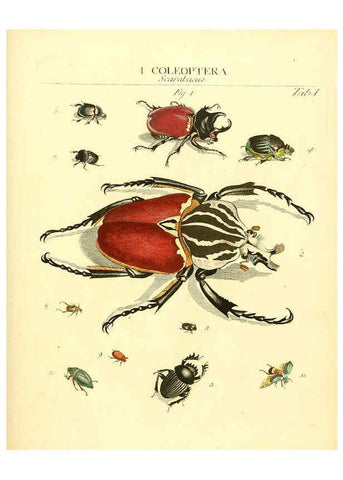 Reproducción/Reproduction 6031827605: Dr. Sulzers Abgekürtze Geschichte der Insecten Winterthur :Bey H. Steiner ...,1776