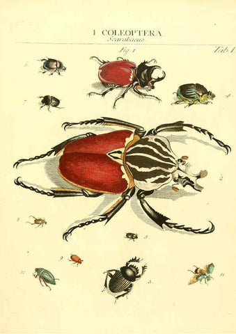 Reproducción/Reproduction 6031827605: Dr. Sulzers Abgekürtze Geschichte der Insecten Winterthur :Bey H. Steiner ...,1776