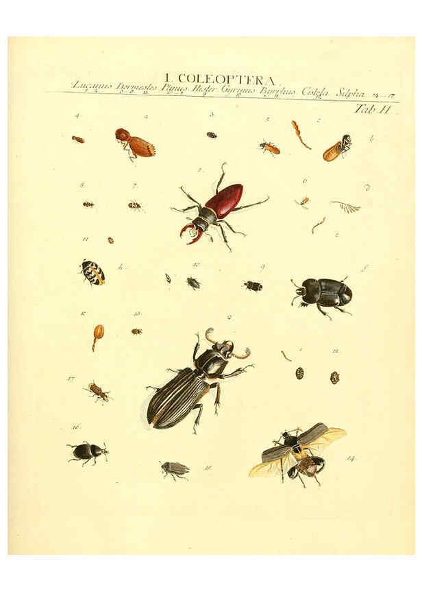 Reproducción/Reproduction 6032387126: Dr. Sulzers Abgekürtze Geschichte der Insecten Winterthur :Bey H. Steiner ...,1776
