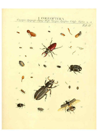 Reproducción/Reproduction 6032387126: Dr. Sulzers Abgekürtze Geschichte der Insecten Winterthur :Bey H. Steiner ...,1776