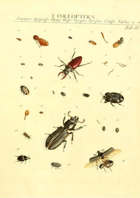 Reproducción/Reproduction 6032387126: Dr. Sulzers Abgekürtze Geschichte der Insecten Winterthur :Bey H. Steiner ...,1776