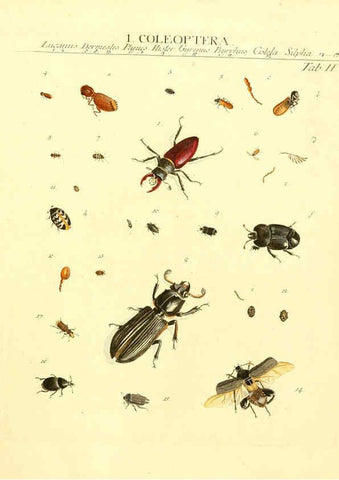 Reproducción/Reproduction 6032387126: Dr. Sulzers Abgekürtze Geschichte der Insecten Winterthur :Bey H. Steiner ...,1776