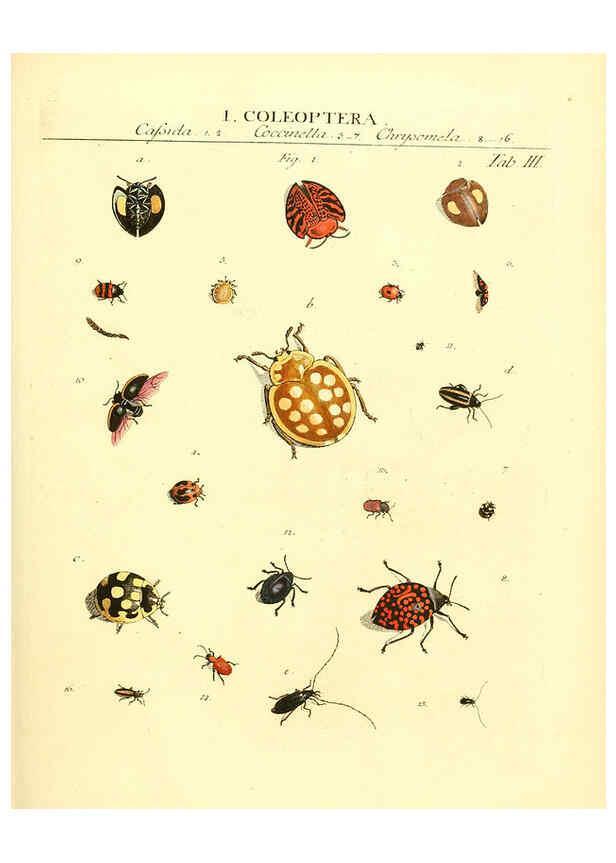 Reproducción/Reproduction 6032387368: Dr. Sulzers Abgekürtze Geschichte der Insecten Winterthur :Bey H. Steiner ...,1776