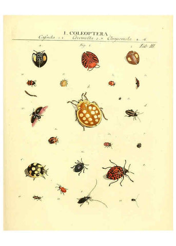 Reproducción/Reproduction 6032387368: Dr. Sulzers Abgekürtze Geschichte der Insecten Winterthur :Bey H. Steiner ...,1776