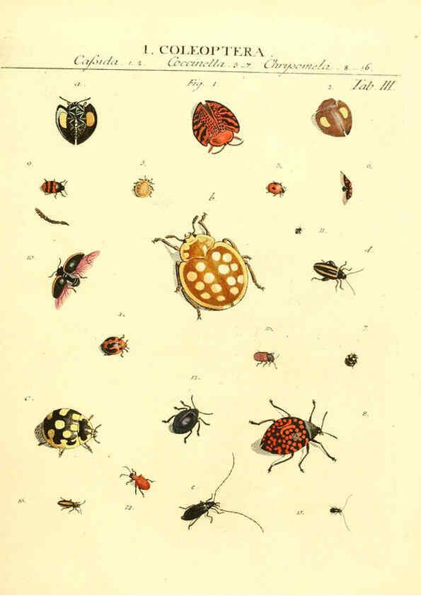 Reproducción/Reproduction 6032387368: Dr. Sulzers Abgekürtze Geschichte der Insecten Winterthur :Bey H. Steiner ...,1776