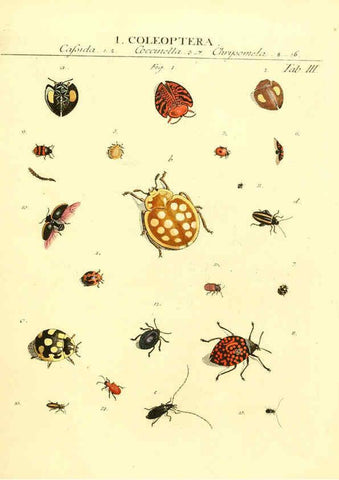 Reproducción/Reproduction 6032387368: Dr. Sulzers Abgekürtze Geschichte der Insecten Winterthur :Bey H. Steiner ...,1776