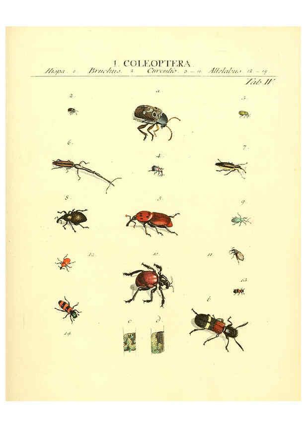 Reproducción/Reproduction 6032387606: Dr. Sulzers Abgekürtze Geschichte der Insecten Winterthur :Bey H. Steiner ...,1776