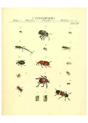 Reproducción/Reproduction 6032387606: Dr. Sulzers Abgekürtze Geschichte der Insecten Winterthur :Bey H. Steiner ...,1776
