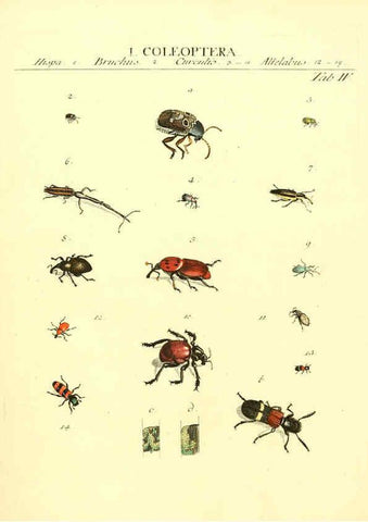 Reproducción/Reproduction 6032387606: Dr. Sulzers Abgekürtze Geschichte der Insecten Winterthur :Bey H. Steiner ...,1776