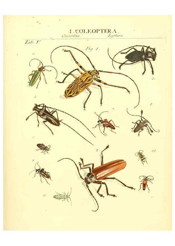 Reproducción/Reproduction 6031828471: Dr. Sulzers Abgekürtze Geschichte der Insecten Winterthur :Bey H. Steiner ...,1776