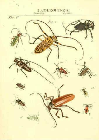 Reproducción/Reproduction 6031828471: Dr. Sulzers Abgekürtze Geschichte der Insecten Winterthur :Bey H. Steiner ...,1776