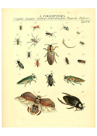 Reproducción/Reproduction 6032387958: Dr. Sulzers Abgekürtze Geschichte der Insecten Winterthur :Bey H. Steiner ...,1776