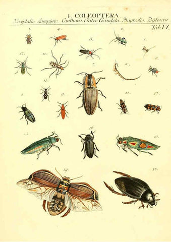 Reproducción/Reproduction 6032387958: Dr. Sulzers Abgekürtze Geschichte der Insecten Winterthur :Bey H. Steiner ...,1776