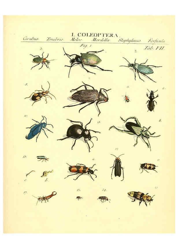Reproducción/Reproduction 6032388226: Dr. Sulzers Abgekürtze Geschichte der Insecten Winterthur :Bey H. Steiner ...,1776