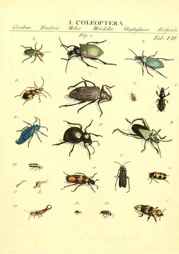 Reproducción/Reproduction 6032388226: Dr. Sulzers Abgekürtze Geschichte der Insecten Winterthur :Bey H. Steiner ...,1776