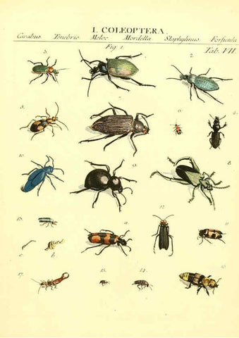 Reproducción/Reproduction 6032388226: Dr. Sulzers Abgekürtze Geschichte der Insecten Winterthur :Bey H. Steiner ...,1776
