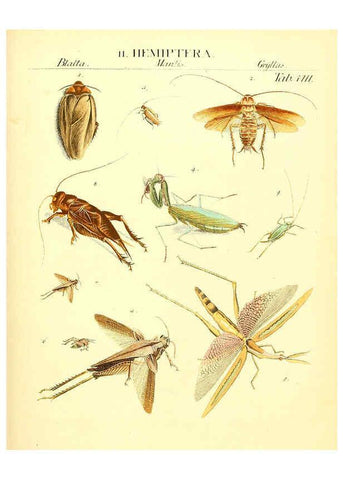 Reproducción/Reproduction 6032388488: Dr. Sulzers Abgekürtze Geschichte der Insecten Winterthur :Bey H. Steiner ...,1776