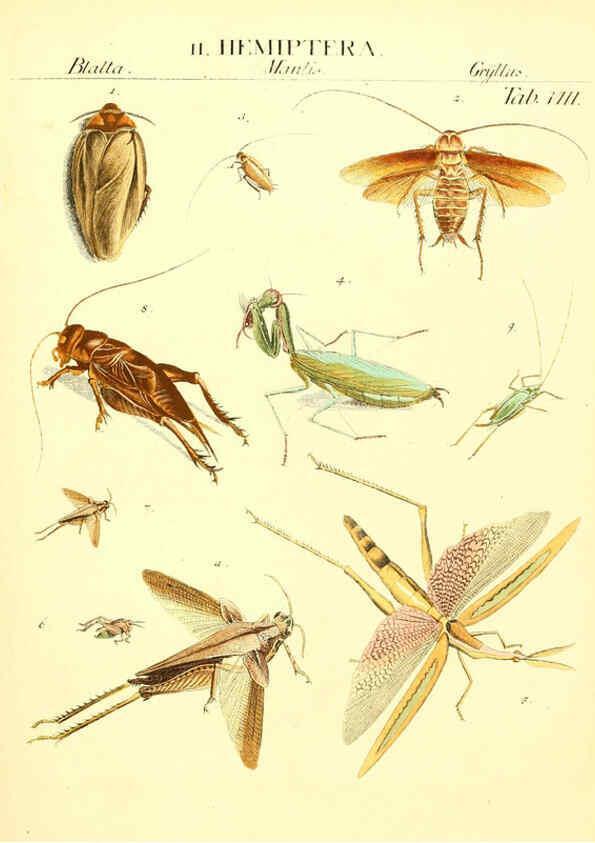 Reproducción/Reproduction 6032388488: Dr. Sulzers Abgekürtze Geschichte der Insecten Winterthur :Bey H. Steiner ...,1776