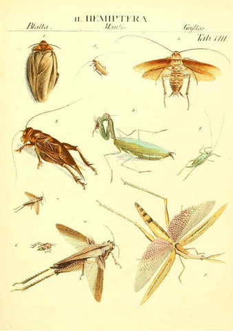 Reproducción/Reproduction 6032388488: Dr. Sulzers Abgekürtze Geschichte der Insecten Winterthur :Bey H. Steiner ...,1776