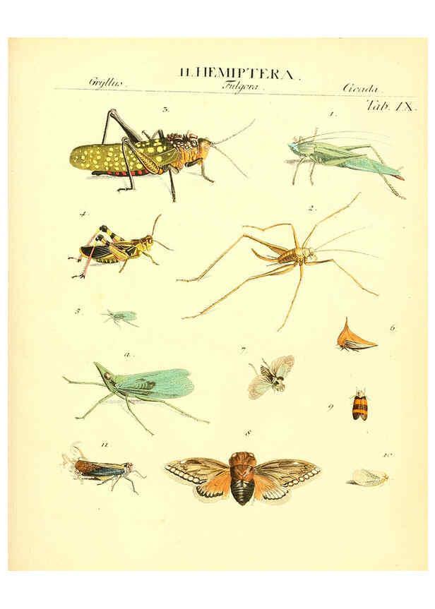 Reproducción/Reproduction 6031829483: Dr. Sulzers Abgekürtze Geschichte der Insecten Winterthur :Bey H. Steiner ...,1776