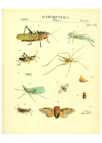Reproducción/Reproduction 6031829483: Dr. Sulzers Abgekürtze Geschichte der Insecten Winterthur :Bey H. Steiner ...,1776