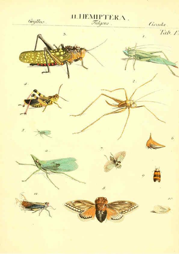 Reproducción/Reproduction 6031829483: Dr. Sulzers Abgekürtze Geschichte der Insecten Winterthur :Bey H. Steiner ...,1776