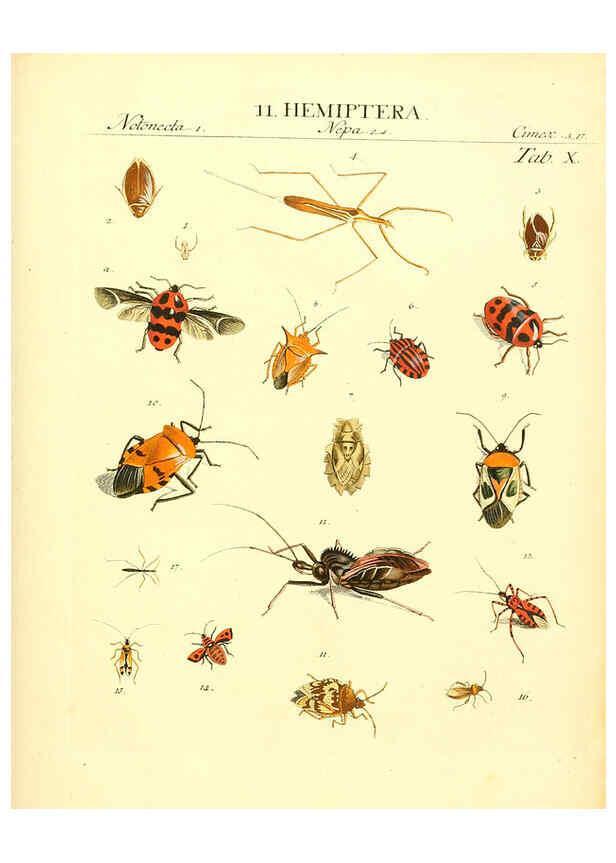 Reproducción/Reproduction 6032389070: Dr. Sulzers Abgekürtze Geschichte der Insecten Winterthur :Bey H. Steiner ...,1776