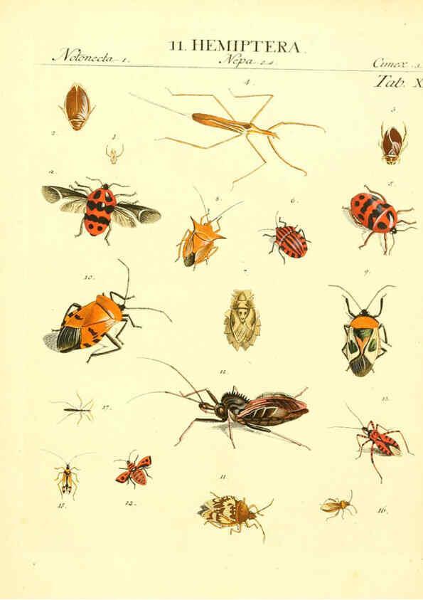 Reproducción/Reproduction 6032389070: Dr. Sulzers Abgekürtze Geschichte der Insecten Winterthur :Bey H. Steiner ...,1776