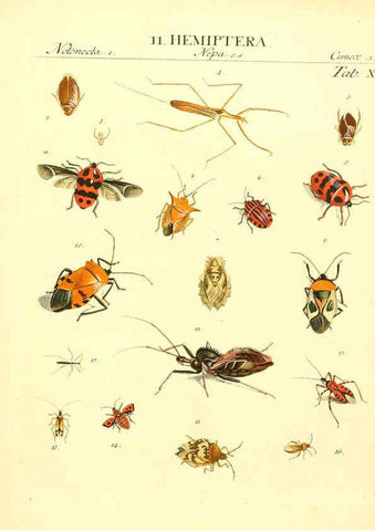 Reproducción/Reproduction 6032389070: Dr. Sulzers Abgekürtze Geschichte der Insecten Winterthur :Bey H. Steiner ...,1776