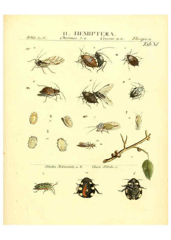 Reproducción/Reproduction 6032389248: Dr. Sulzers Abgekürtze Geschichte der Insecten Winterthur :Bey H. Steiner ...,1776