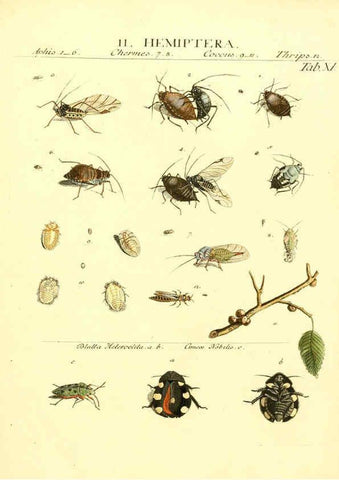 Reproducción/Reproduction 6032389248: Dr. Sulzers Abgekürtze Geschichte der Insecten Winterthur :Bey H. Steiner ...,1776