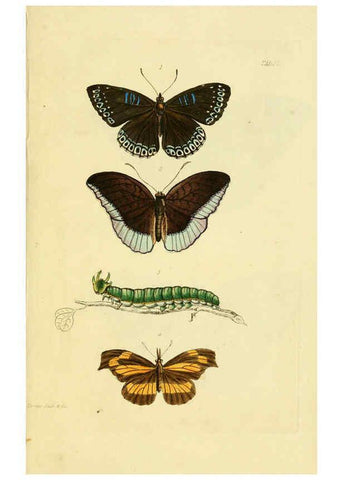 Reproducción/Reproduction 6032364080: Descriptions and figures of some new lepidopterous insects, chiefly from Nepal London :Longman, Brown, Green, and Longmans,1846