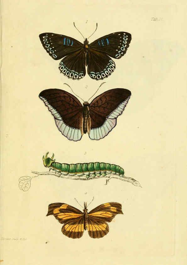 Reproducción/Reproduction 6032364080: Descriptions and figures of some new lepidopterous insects, chiefly from Nepal London :Longman, Brown, Green, and Longmans,1846
