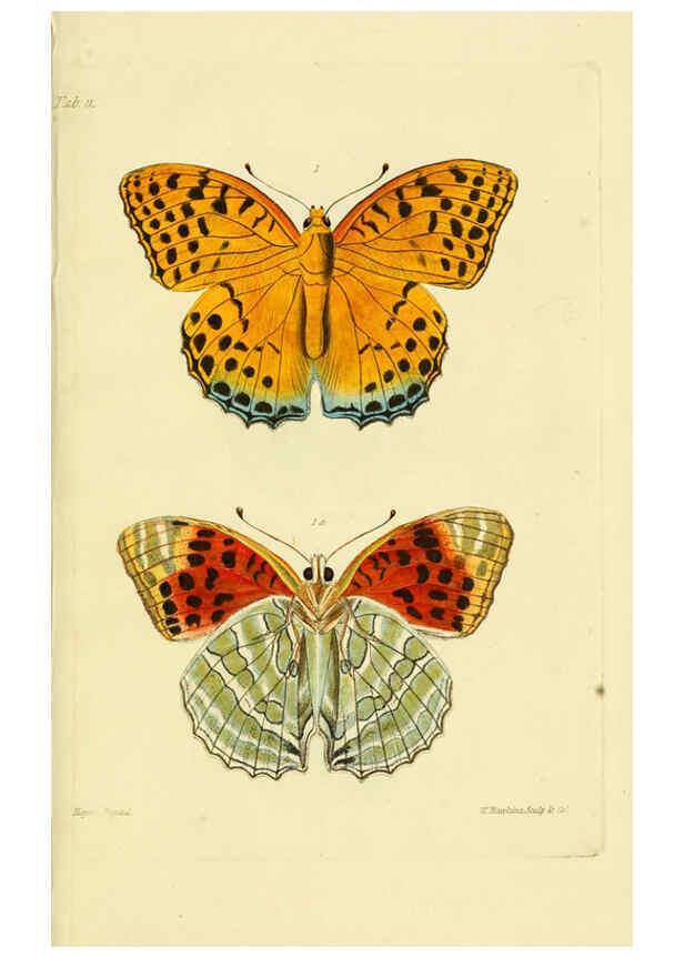 Reproducción/Reproduction 6031804801: Descriptions and figures of some new lepidopterous insects, chiefly from Nepal London :Longman, Brown, Green, and Longmans,1846