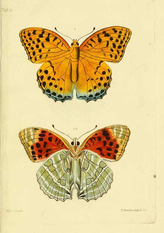 Reproducción/Reproduction 6031804801: Descriptions and figures of some new lepidopterous insects, chiefly from Nepal London :Longman, Brown, Green, and Longmans,1846
