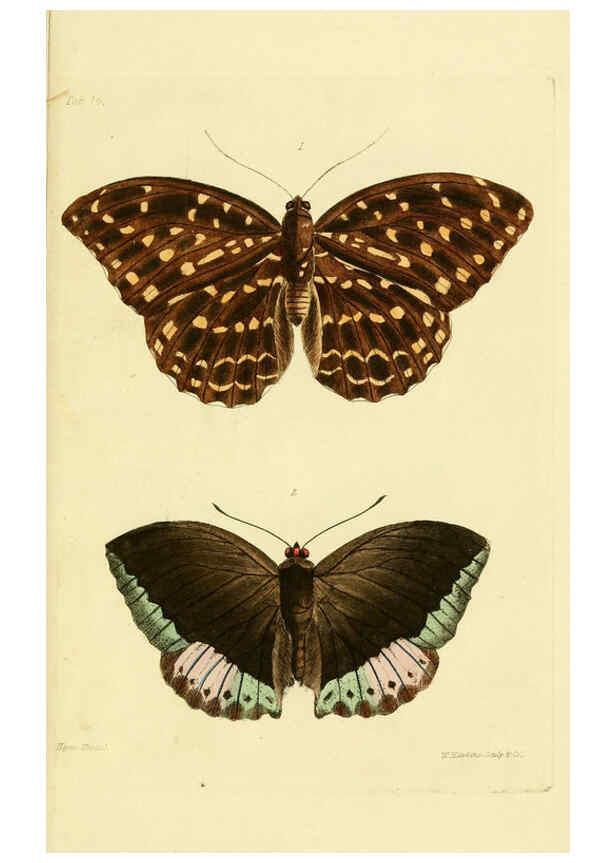 Reproducción/Reproduction 6031804569: Descriptions and figures of some new lepidopterous insects, chiefly from Nepal London :Longman, Brown, Green, and Longmans,1846