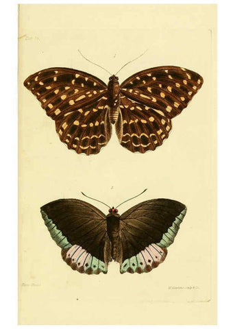 Reproducción/Reproduction 6031804569: Descriptions and figures of some new lepidopterous insects, chiefly from Nepal London :Longman, Brown, Green, and Longmans,1846