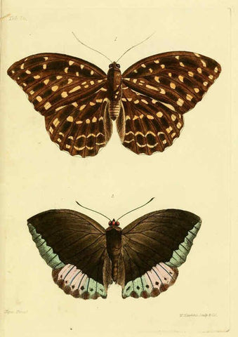 Reproducción/Reproduction 6031804569: Descriptions and figures of some new lepidopterous insects, chiefly from Nepal London :Longman, Brown, Green, and Longmans,1846