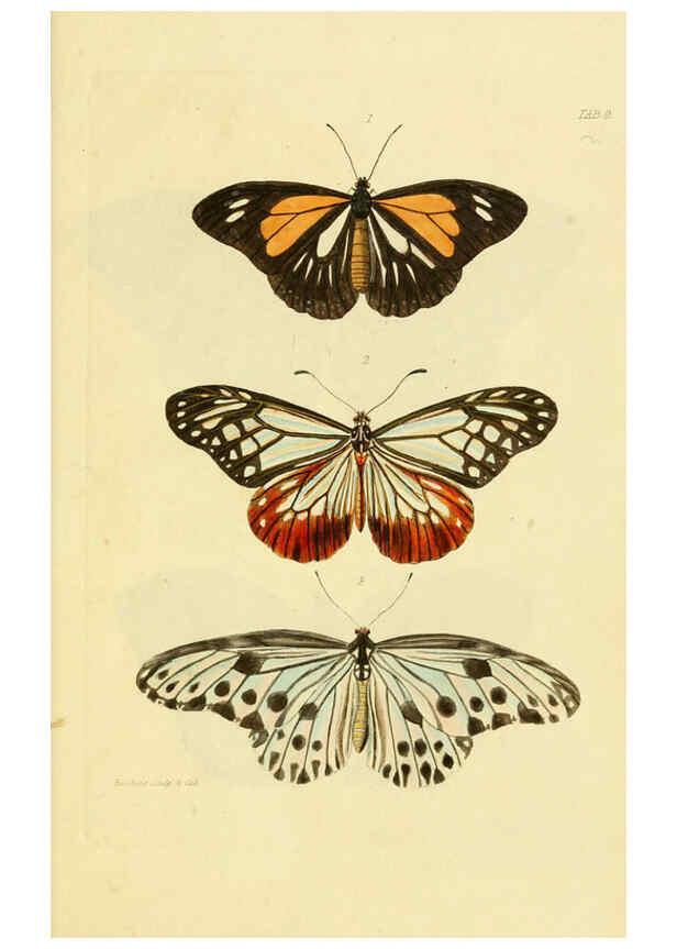 Reproducción/Reproduction 6032363386: Descriptions and figures of some new lepidopterous insects, chiefly from Nepal London :Longman, Brown, Green, and Longmans,1846