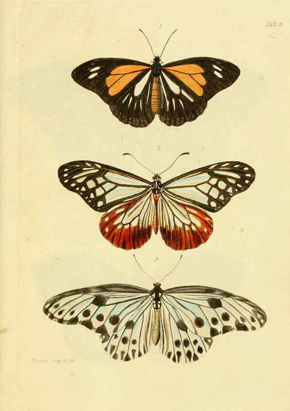 Reproducción/Reproduction 6032363386: Descriptions and figures of some new lepidopterous insects, chiefly from Nepal London :Longman, Brown, Green, and Longmans,1846